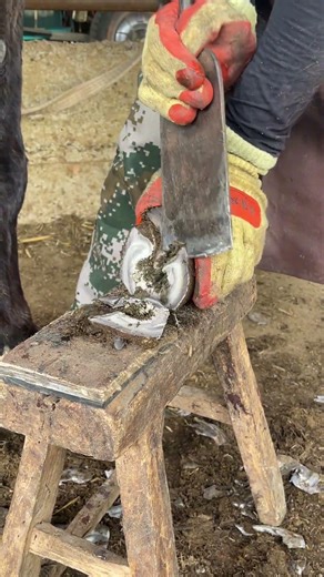A craftsman trims a donkey's hooves with a sharp knife on April 17, 2026.