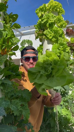 Here are our 6 favorite lettuce varieties to grow on a Tower Garden #towergarden #aeroponics #hydroponics #verticalfarming #lettuce #romaine #butterhead #batavia #leafygreens #vegetablegarden #urbanfarming #gardening #farmtotable #healthyliving #agriculture #farming