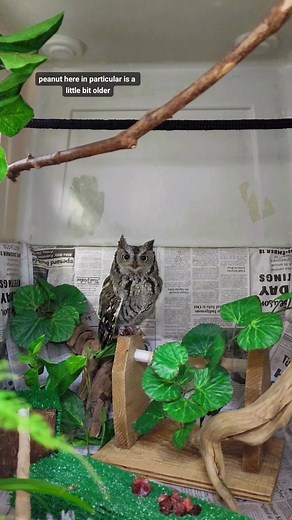 Alaska Raptor Center Winter Owl Safety