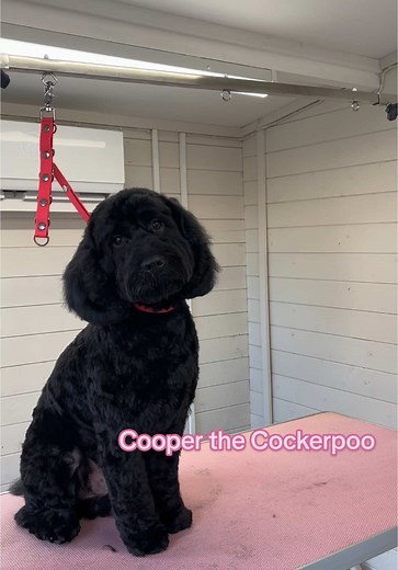 Grooming Cooper the Cockerpoo: A Happy Transformation