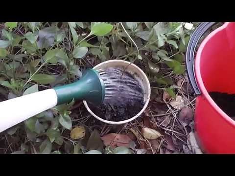 Easy Way to Propagate Jasmine ❧