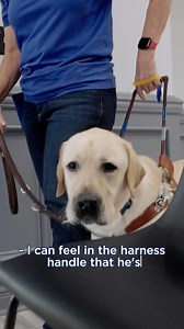 4.4K views · 386 reactions | Susan Kroha, a Guide Dog Mobility...