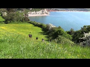 Higher Wiscombe - Dog Friendly Holiday Cottages, Devon