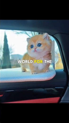 The Gift That Changed a Girl’s Life: A Kitten 😺