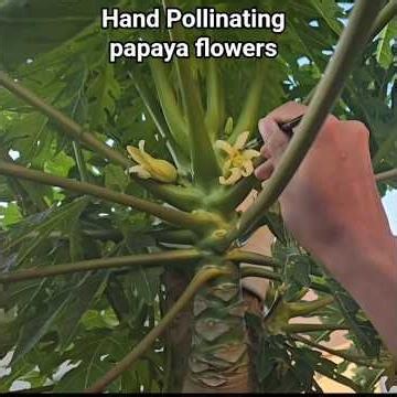 How to Hand Pollinate a Papaya Tree for More Fruit/ Why and How to Hand Pollinate Papaya Trees