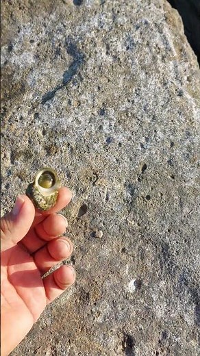 #shorts “I found two old snails! 🐌😄”