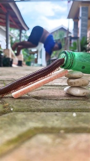 Complete nutrition, by placing a snack and believing that the centipede will return #millipede