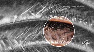 How do feather barbules attach? – AskNature Nugget