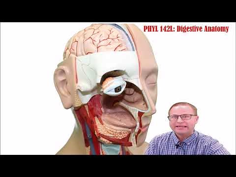 Digestive Anatomy Online Lab
