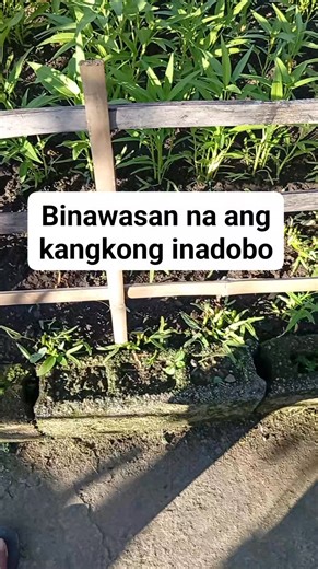 #organicgardening #BellspalsySupport #fblifestyles #fypシ #hobby #exercise #plantsmakepeoplehappy #harvest #vegetables #Ornaments #herbal #naturelovers #everyonehighlightsfollowers #contentcreator | AMA Naturals