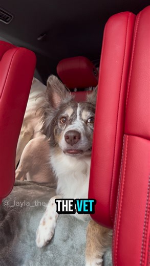 Happy Birthday Luna 😅 Our vet was pretty booked so we unfortunately had to go today 😬 | Layla the Boxer