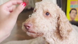 Spot & Tango Allergy + Immune Supplement for Dogs | Vet-Approved For Itchy Skin & Allergy Relief | Wild Alaskan Salmon Oil, Omega-3, Primrose Oil, Biotin | Real Strawberry & Blueberry Flavor, 56 Count