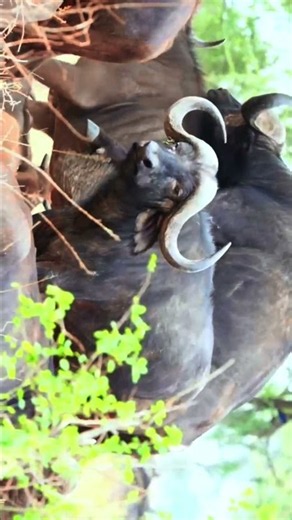 Buffalo Mating Behaviour #wildlife #mating #buffalo #trending #shorts