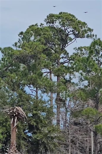 CFLA (@_cfla)’s videos with original sound - Sixth Wonder Ω