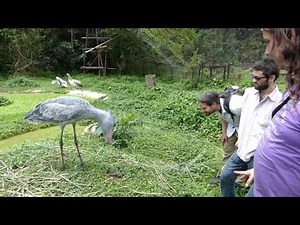 5 outstanding facts about the amazing shoebill