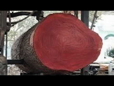 Sawing 100 year old wood // The largest wood in the sawmill