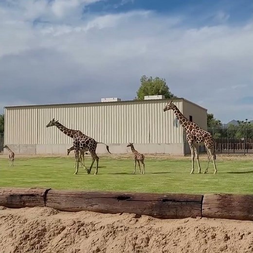 So Tall Already! Baby Giraffes Growing Fast 🦒✨
