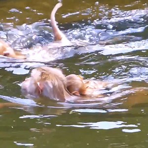 77K views · 537 reactions | Wow So Amazing, He swim very well | Radio Bunt | Facebook