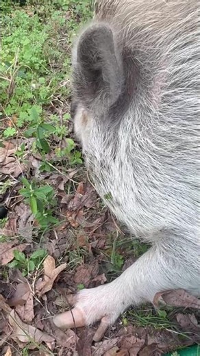 That’s not a happy hog #wildlifeentertainment #gamecamera #wildhogs