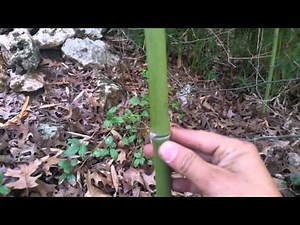 Bamboo Your Privacy ~ Running Bamboo Identification