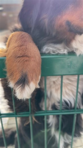 Understanding the Bernese Mountain Dog Breed