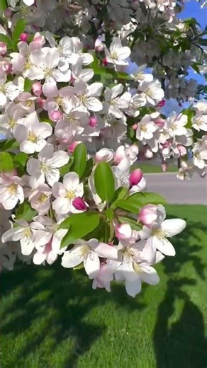 #noads #birds #aa23 #exe #mango #2मुखी #aftereffects #lipsync #fadinhas #nature #aximmetry #exeAli