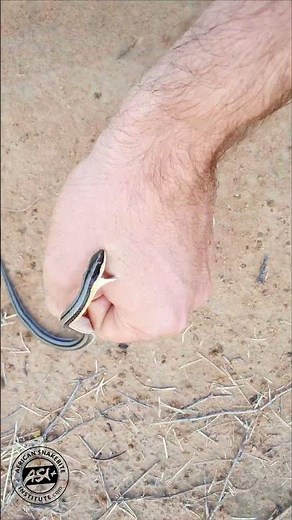 How to get bitten by a snake 101