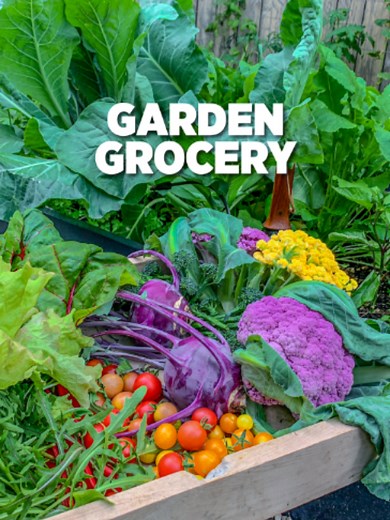Keep Calm and Harvest😌💚 Here's what we got fresh from the garden: Purple Cauliflower Cheddar Cauliflower Purple Vienna Kohlrabi Broccoli New Red Fire Lettuce Swiss Chard Arugula Red Robin Micro Dwarf Tomato Orange Hat Mirco Dwarf Tomato #asmr #calming #daily #homegrown
