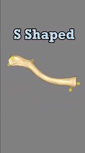 Anatomy of the Clavicle Visually Explained🔥🔥 #medicine #clavicle #anatomy #animation