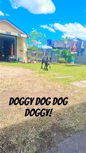 I can't wait til we can get one ourselves 😍🥰 #shortvideo #cute #aussielife #pets #cutepets #nature