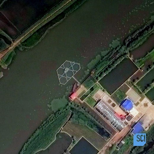 Dolphins have a biological sonar system that makes them very appealing for certain military missions... 🐬 Don't miss a new episode of #WhatOnEarth tonight at 9p ET. | Science Channel