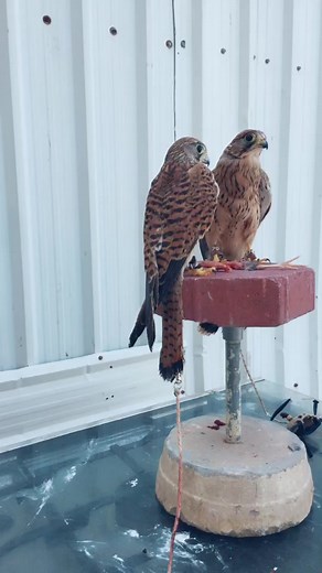 Exploring the Behavior of Falcons in Their Habitat