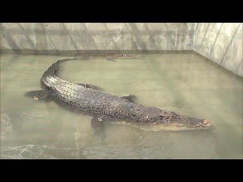 体長5m10cm 日本最大の「人食いワニ」イリエワニ 一般公開（静岡県）