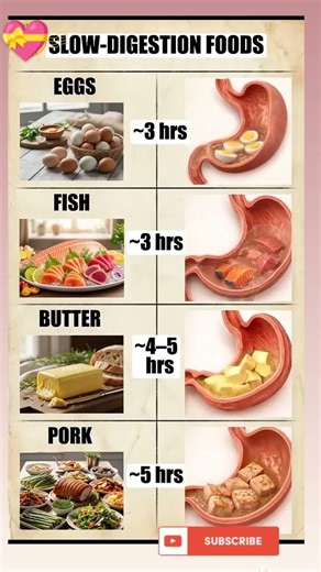 Slow Digestion Foods Explained: How Long Eggs, Fish, Butter & Pork Take to Digest #ytshorts #viral