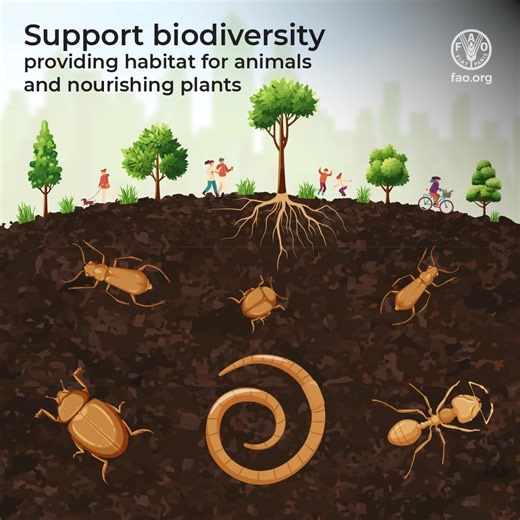 Healthy soils are at the foundation of resilient cities and thriving ecosystems. Far from being an inert substrate, soil is a complex and dynamic living system that hosts an estimated 59% of species worldwide (Anthony et al., 2023). Earthworms, springtails, ants, mycorrhizal fungi and nitrogen fixing bacteria are only a few examples of the extraordinary diversity that lives belowground. #SoilBiodiversity underpins essential ecosystem functions and services. These include soil contaminant reducti