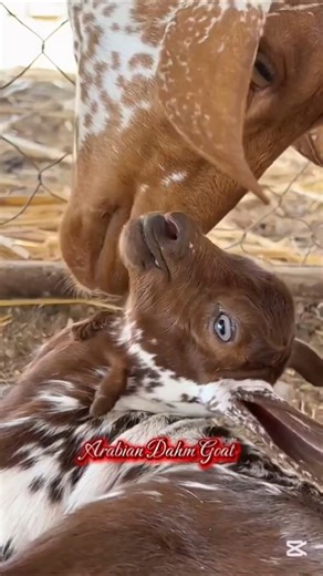 Farm mornings with Arabian goats 🐐 #goat #animals #shorts