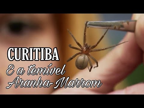 Como identificar e evitar a ARANHA-MARROM 🕷