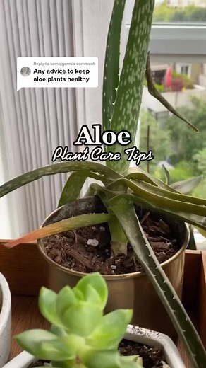 PLANTIO | Plants x Wellness on TikTok