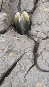 1.2M views · 10K reactions | Shell Pearls #pearl | Brian Freeman A | Facebook