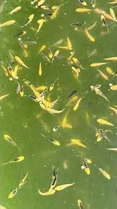 Nishikigoi Fish Farm #koi