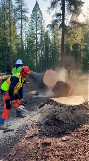 The trunk split instantly | Everyone ran at once.
