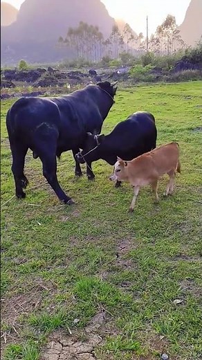 Daily life diary of a rural cattle farmer #109