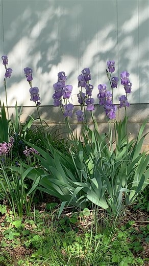 Purple grape scented Iris. Yummy fragrance makes me happy.
