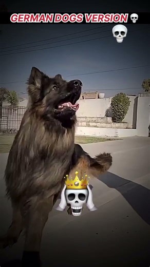 German dogs version 💀✨