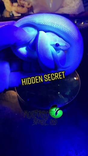 Glow-in-the-Dark Tattoos on BEL Snake | Genetics and Education