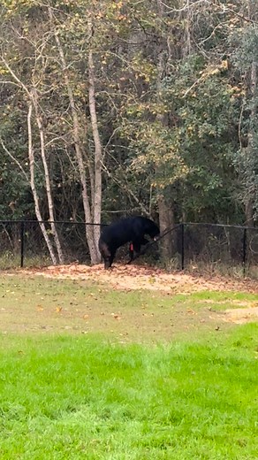 Bear with him… | Michael Perkins