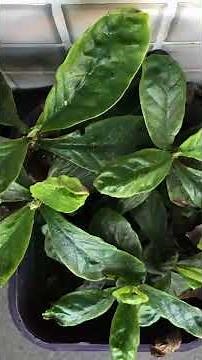 592 Day Timelapse of Psychotria Viridis #timelaspe #plants