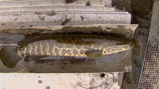 INVASIVE SPECIES AWARENESS WEEK - Snakehead -- The Northern Snakehead fish is one of Missouri’s newest invasive species threats. They look similar to native Bowfin fish. Watch this video to learn the difference between Snakehead and Bowfin and what do to if you capture a Snakehead. | Missouri Dept. of Conservation