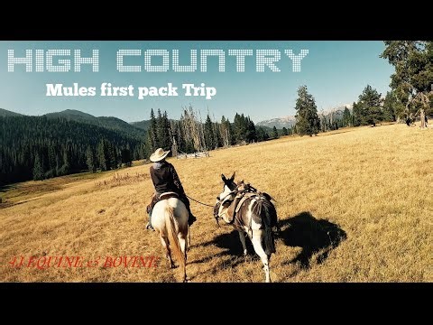 FIRST TIME PACKING ON MULES INTO HIGH COUNTRY