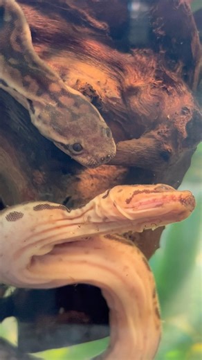Such a weird animal 🤔 Elephant trunk snake 🐍 #cool #reptiles #elephant